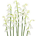 Lily-of-the-valley Flowers by Elena Elisseeva Lily-of-the-valley Flowers by Elena Elisseeva