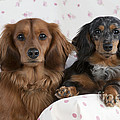 Miniature Long-haired Dachshunds Photograph by John Daniels Miniature Long-haired Dachshunds Photograph by John Daniels