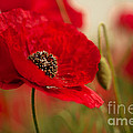 Poppy Dream by Nailia Schwarz Poppy Dream by Nailia Schwarz