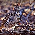 Ruffed Grouse Photograph by Ronald Lutz Ruffed Grouse Photograph by Ronald Lutz