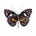 50 Elzunia Bonplandii Butterfly Painting by Amy Kirkpatrick 50 Elzunia Bonplandii Butterfly Painting by Amy Kirkpatrick