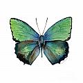 52 Arhopala Aurea Butterfly Painting by Amy Kirkpatrick 52 Arhopala Aurea Butterfly Painting by Amy Kirkpatrick