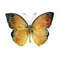 53 Leucippe Detanii Butterfly Painting by Amy Kirkpatrick 53 Leucippe Detanii Butterfly Painting by Amy Kirkpatrick