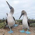 Blue-footed Booby Courtship Dance Photograph by Tui De Roy Blue-footed Booby Courtship Dance Photograph by Tui De Roy