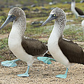 Blue-footed Booby Pair Courting Photograph by Tui De Roy Blue-footed Booby Pair Courting Photograph by Tui De Roy