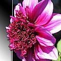 Dahlia named Blue Bayou by J McCombie Dahlia named Blue Bayou by J McCombie