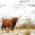Highland Cow by Grant Glendinning Highland Cow by Grant Glendinning