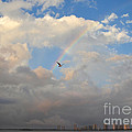 6- Rainbow and Seagull Photograph by Joseph Keane 6- Rainbow and Seagull Photograph by Joseph Keane