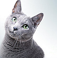 Russian Blue Cat Photograph by Nailia Schwarz Russian Blue Cat Photograph by Nailia Schwarz