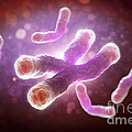 Telomeres by Science Picture Co Telomeres by Science Picture Co