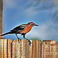63- Grackle Photograph by Joseph Keane 63- Grackle Photograph by Joseph Keane