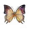 63 Great Nawab Butterfly Painting by Amy Kirkpatrick 63 Great Nawab Butterfly Painting by Amy Kirkpatrick