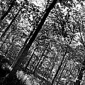 The Forest by David Pyatt The Forest by David Pyatt
