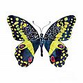 73 Citrus Butterfly Painting by Amy Kirkpatrick 73 Citrus Butterfly Painting by Amy Kirkpatrick