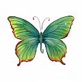 74 Green Flame Tip Butterfly Painting by Amy Kirkpatrick 74 Green Flame Tip Butterfly Painting by Amy Kirkpatrick