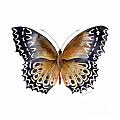 77 Cethosia Butterfly Painting by Amy Kirkpatrick 77 Cethosia Butterfly Painting by Amy Kirkpatrick