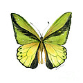 8 Goliath Birdwing Butterfly Painting by Amy Kirkpatrick 8 Goliath Birdwing Butterfly Painting by Amy Kirkpatrick