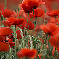 Red Photograph by Nailia Schwarz Red Photograph by Nailia Schwarz
