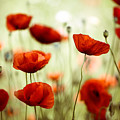 Summer Poppy 8 by Nailia Schwarz Summer Poppy 8 by Nailia Schwarz