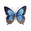80 Imperial Blue Butterfly Painting by Amy Kirkpatrick 80 Imperial Blue Butterfly Painting by Amy Kirkpatrick