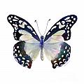90 Angola White Lady Butterfly Painting by Amy Kirkpatrick 90 Angola White Lady Butterfly Painting by Amy Kirkpatrick