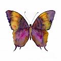 99 Marcella Daggerwing Butterfly Painting by Amy Kirkpatrick 99 Marcella Daggerwing Butterfly Painting by Amy Kirkpatrick