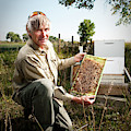 A Bee Keeper Checks On The Health by Randall Levensaler A Bee Keeper Checks On The Health by Randall Levensaler