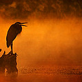 A Cry in the Mist Photograph by Robert Charity A Cry in the Mist Photograph by Robert Charity