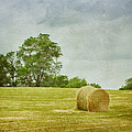 A Day at the Farm Photograph by Kim Hojnacki A Day at the Farm Photograph by Kim Hojnacki