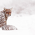 A Red Fox Fantasy Photograph by Roeselien Raimond A Red Fox Fantasy Photograph by Roeselien Raimond