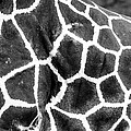A Giraffe's Maze Photograph by Steven Santamour A Giraffe's Maze Photograph by Steven Santamour