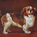 A King Charles Spaniel by Iliyan Bozhanov A King Charles Spaniel by Iliyan Bozhanov