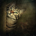A Little Shy by Annie Snel A Little Shy by Annie Snel