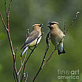 A Love Duet... Photograph by Nina Stavlund A Love Duet... Photograph by Nina Stavlund