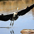 A Perfect Landing Photograph by Shane Bechler A Perfect Landing Photograph by Shane Bechler