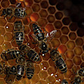 A Queen Bee Walks In The Center by Chico Sanchez A Queen Bee Walks In The Center by Chico Sanchez