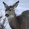 A Quick Nibble by Shane Bechler A Quick Nibble by Shane Bechler
