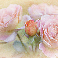 A Rose By Any Other Name Photograph by Theresa Tahara A Rose By Any Other Name Photograph by Theresa Tahara