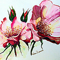 A Rose Is A Rose by Karin Dawn Kelshall- Best A Rose Is A Rose by Karin Dawn Kelshall- Best