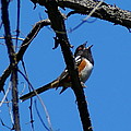A Spotted Towhee mid-Song by Ben Upham III A Spotted Towhee mid-Song by Ben Upham III