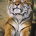 A Tough Day Siberian Tiger Endangered Species Wildlife Rescue Photograph by Dave Welling A Tough Day Siberian Tiger Endangered Species Wildlife Rescue Photograph by Dave Welling