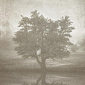 A Tree in the Fog 3 Photograph by Scott Norris A Tree in the Fog 3 Photograph by Scott Norris