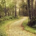 A Walk in Summer Woods Photograph by Robert Gardner