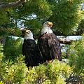 A Watchful Pair Photograph by Brenda Jacobs A Watchful Pair Photograph by Brenda Jacobs