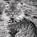 A Young Maine Coon Photograph by Rona Black A Young Maine Coon Photograph by Rona Black