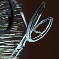 Abstract Autumn by Amalia Suruceanu Abstract Autumn by Amalia Suruceanu