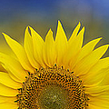 Abstract Sunflower Panoramic  Photograph by Tim Gainey