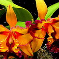 Abundance Photograph by Rodney Lee Williams Abundance Photograph by Rodney Lee Williams