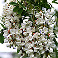Acacia Tree Flowers Photograph by William Selander Acacia Tree Flowers Photograph by William Selander