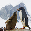 Adelie Penguin Chick Begging For Food Photograph by Yva Momatiuk John Eastcott Adelie Penguin Chick Begging For Food Photograph by Yva Momatiuk John Eastcott